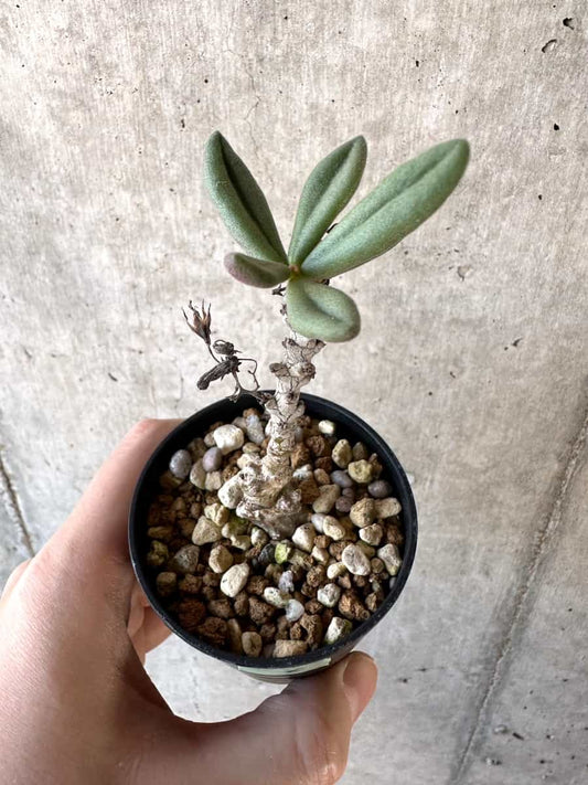 【現品限り】チレコドン・アウルスベルゲンシス【D6】 Tylecodon aurusbergensis