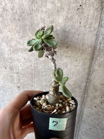 【現品限り】チレコドン・アウルスベルゲンシス【D7】 Tylecodon aurusbergensis