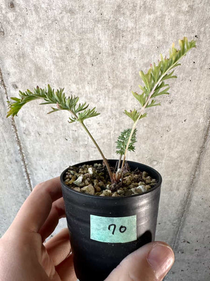 【現品限り】ペラルゴニウム・ボウケリ【D70】 Pelargonium bowkeri(Polyactium)