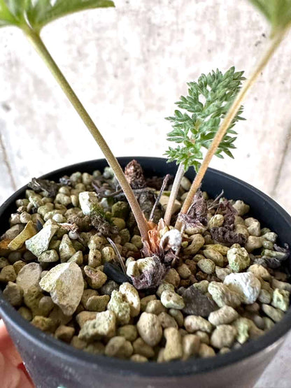 【現品限り】ペラルゴニウム・ボウケリ【D70】 Pelargonium bowkeri(Polyactium)