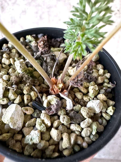 【現品限り】ペラルゴニウム・ボウケリ【D70】 Pelargonium bowkeri(Polyactium)