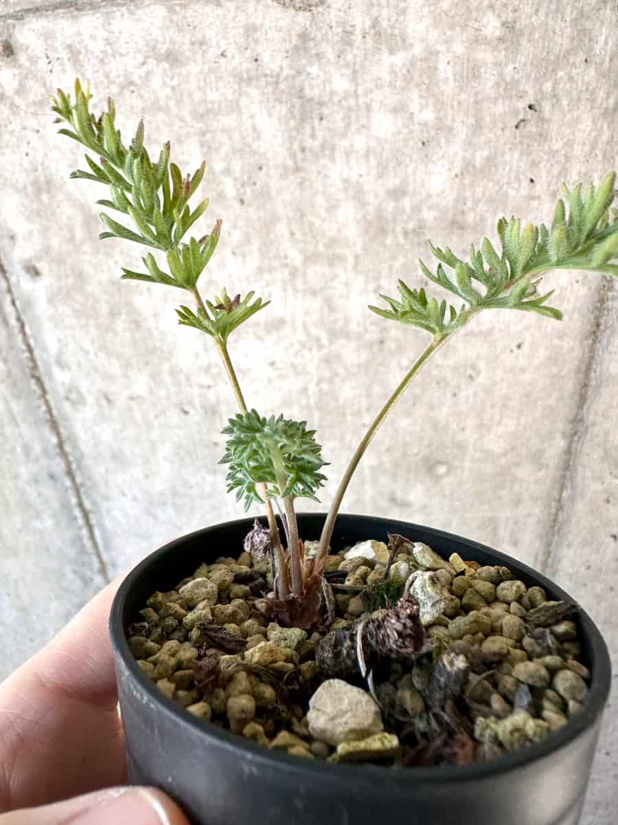 【現品限り】ペラルゴニウム・ボウケリ【D70】 Pelargonium bowkeri(Polyactium)