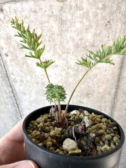 【現品限り】ペラルゴニウム・ボウケリ【D70】 Pelargonium bowkeri(Polyactium)