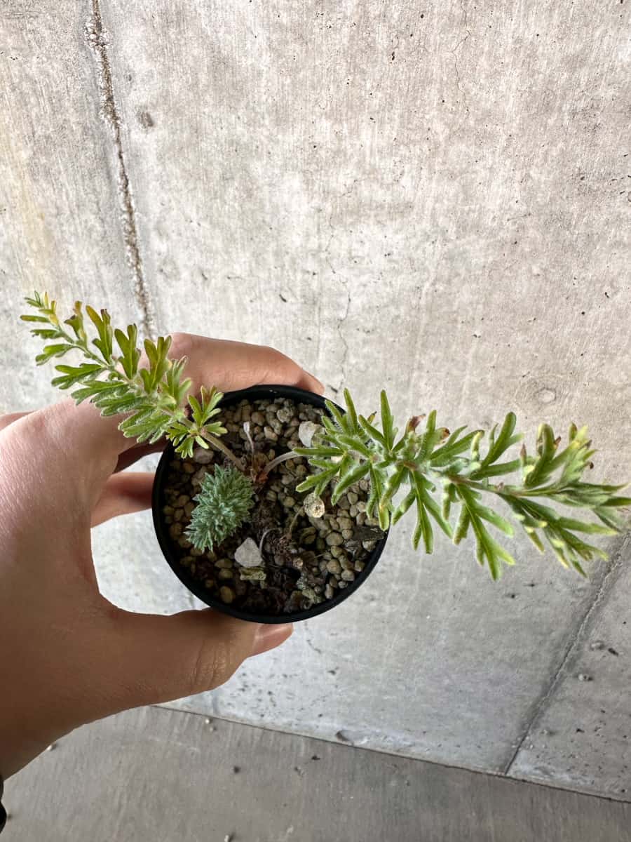 【現品限り】ペラルゴニウム・ボウケリ【D70】 Pelargonium bowkeri(Polyactium)