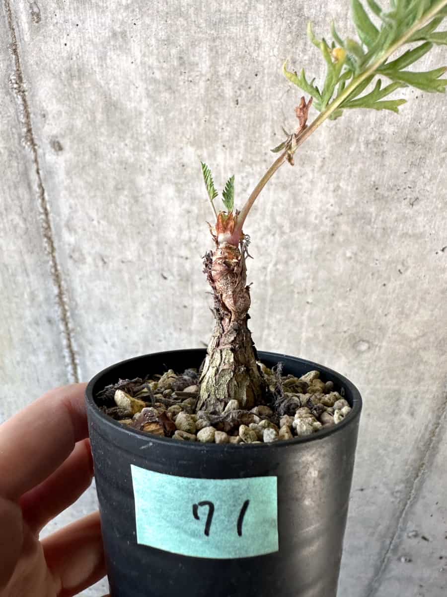 【現品限り】ペラルゴニウム・ボウケリ【D71】 Pelargonium bowkeri(Polyactium)