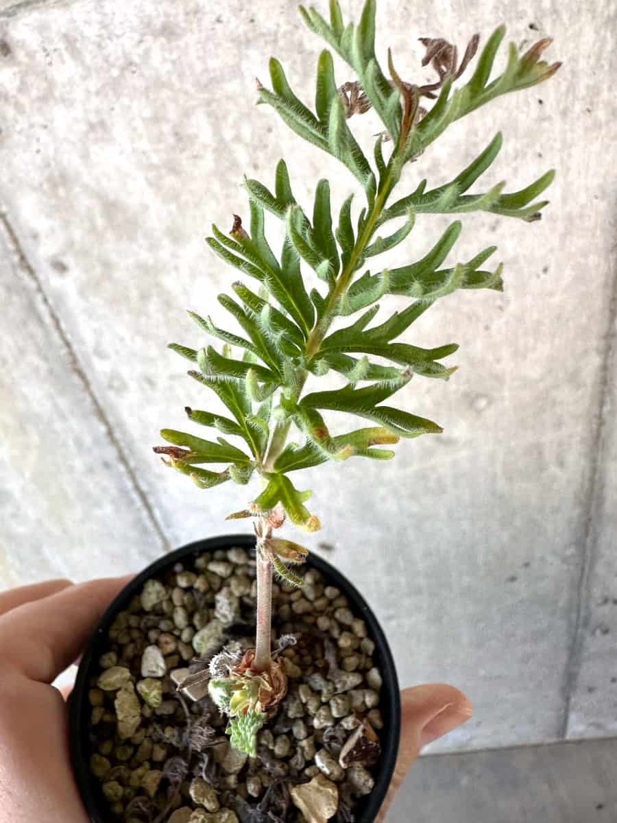 【現品限り】ペラルゴニウム・ボウケリ【D71】 Pelargonium bowkeri(Polyactium)