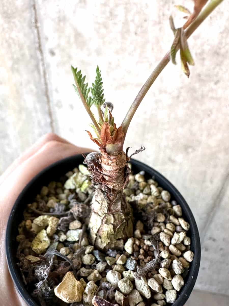 【現品限り】ペラルゴニウム・ボウケリ【D71】 Pelargonium bowkeri(Polyactium)
