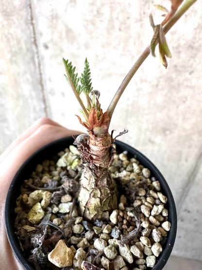 【現品限り】ペラルゴニウム・ボウケリ【D71】 Pelargonium bowkeri(Polyactium)