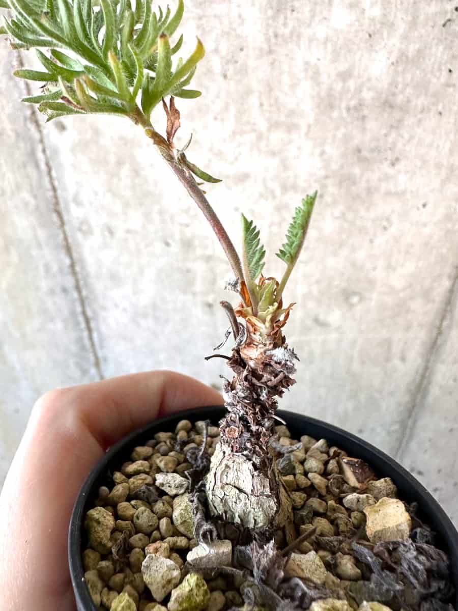 【現品限り】ペラルゴニウム・ボウケリ【D71】 Pelargonium bowkeri(Polyactium)