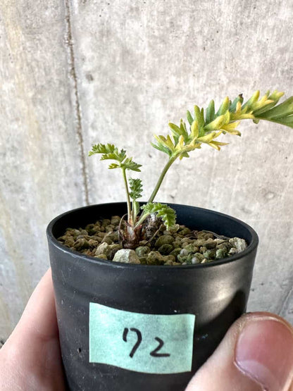 【現品限り】ペラルゴニウム・ボウケリ【D72】 Pelargonium bowkeri(Polyactium)