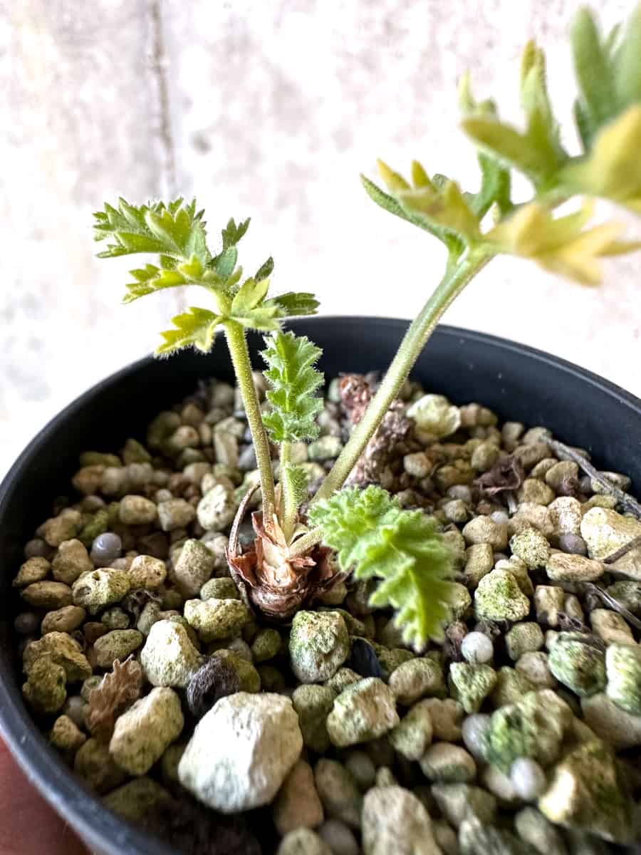 【現品限り】ペラルゴニウム・ボウケリ【D72】 Pelargonium bowkeri(Polyactium)