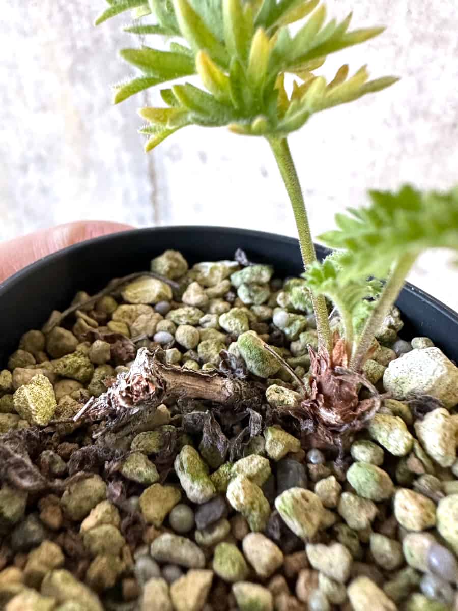 【現品限り】ペラルゴニウム・ボウケリ【D72】 Pelargonium bowkeri(Polyactium)