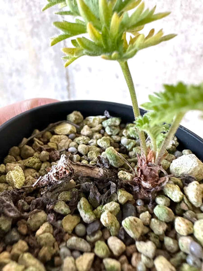 【現品限り】ペラルゴニウム・ボウケリ【D72】 Pelargonium bowkeri(Polyactium)