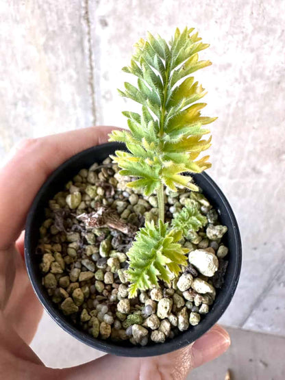 【現品限り】ペラルゴニウム・ボウケリ【D72】 Pelargonium bowkeri(Polyactium)
