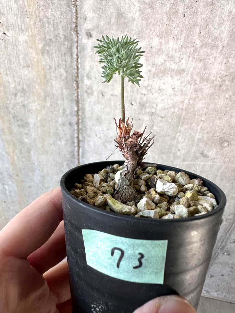 【現品限り】ペラルゴニウム・ボウケリ【D73】 Pelargonium bowkeri(Polyactium)