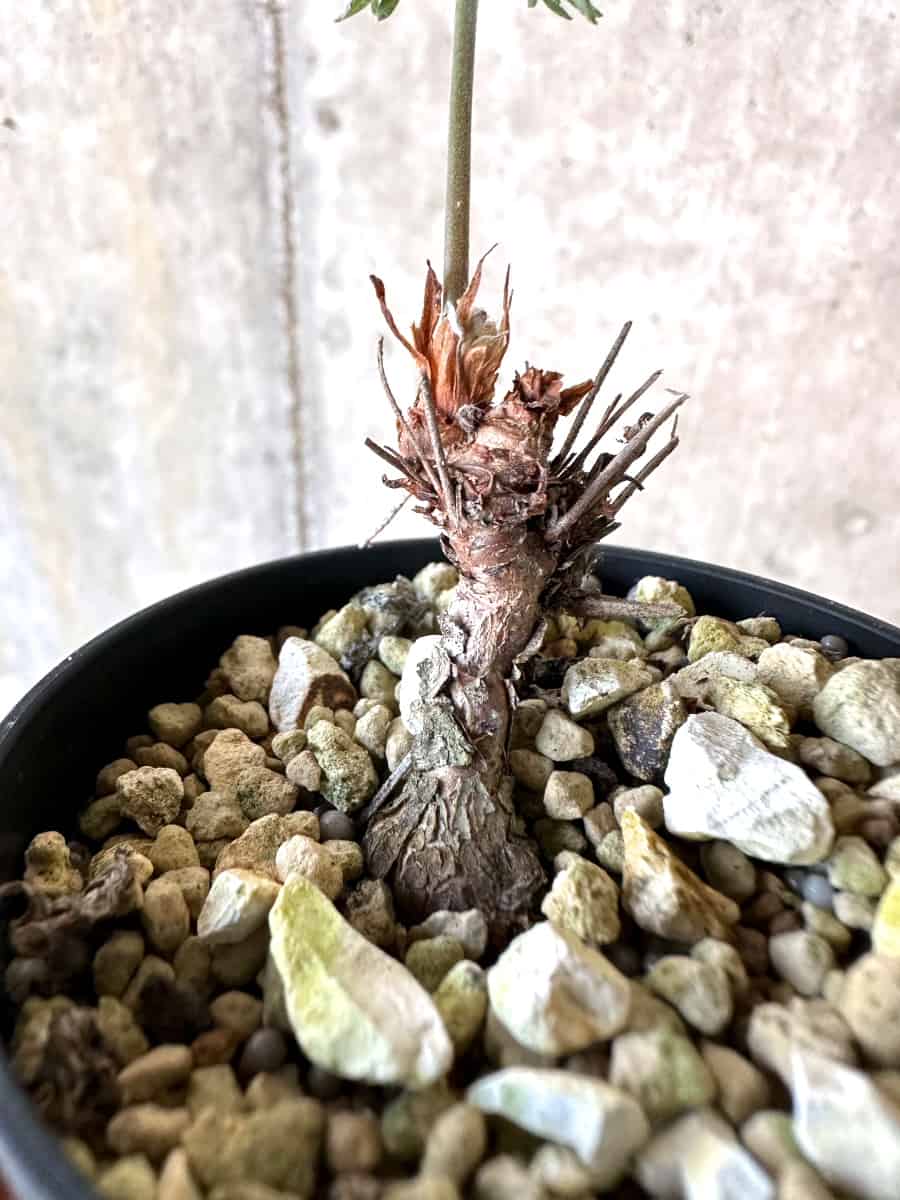 【現品限り】ペラルゴニウム・ボウケリ【D73】 Pelargonium bowkeri(Polyactium)