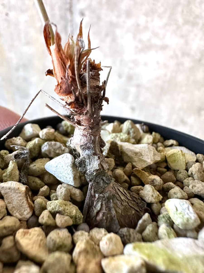 【現品限り】ペラルゴニウム・ボウケリ【D73】 Pelargonium bowkeri(Polyactium)