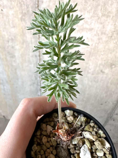 【現品限り】ペラルゴニウム・ボウケリ【D73】 Pelargonium bowkeri(Polyactium)