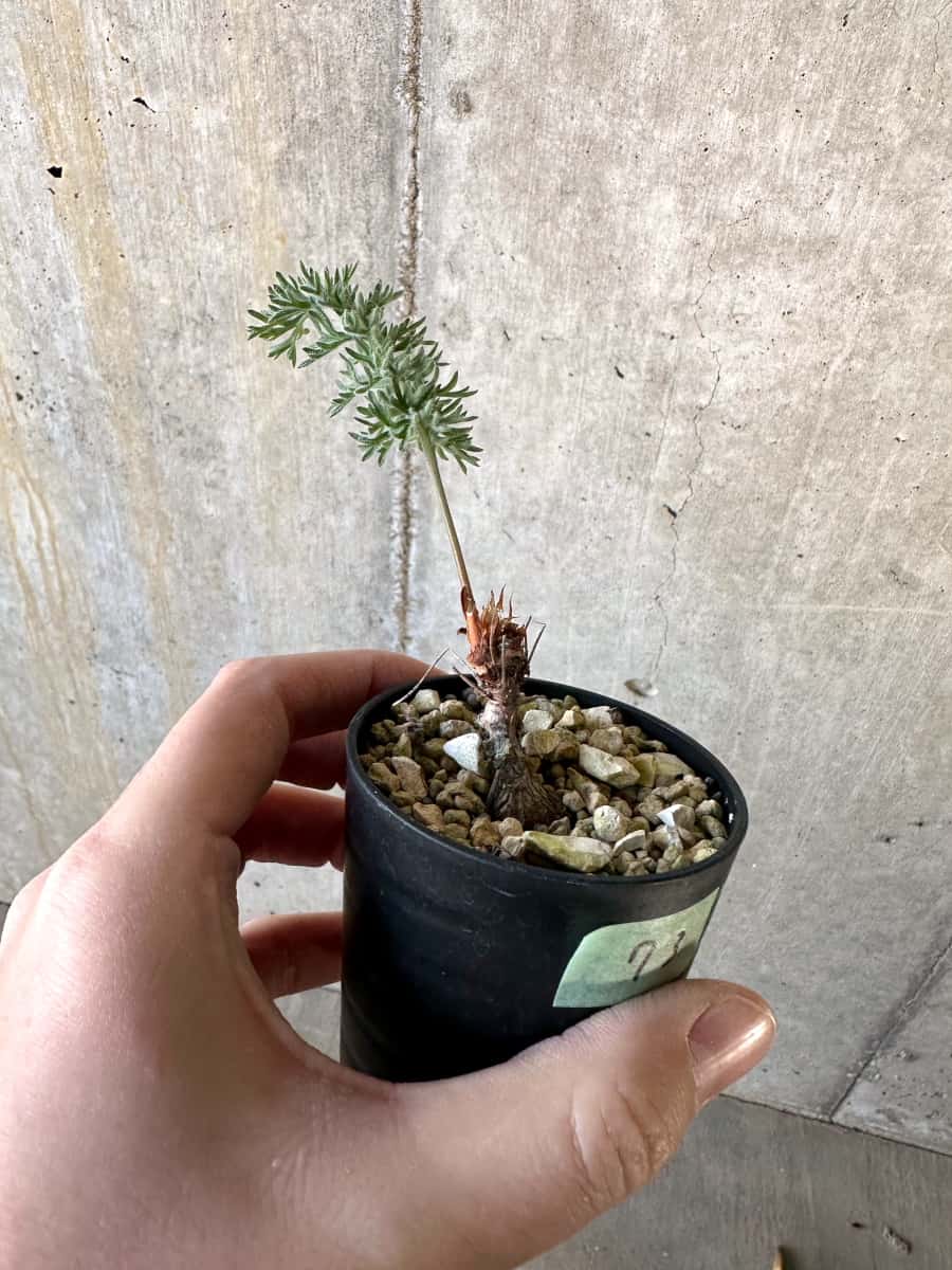 【現品限り】ペラルゴニウム・ボウケリ【D73】 Pelargonium bowkeri(Polyactium)