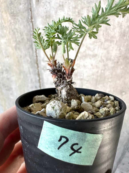 【現品限り】ペラルゴニウム・ボウケリ【D74】 Pelargonium bowkeri(Polyactium)
