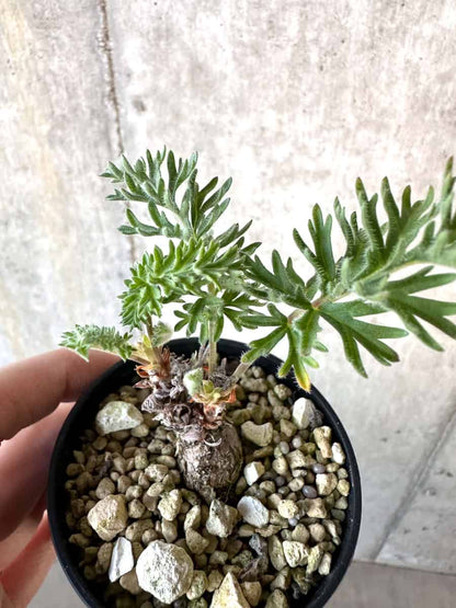 【現品限り】ペラルゴニウム・ボウケリ【D74】 Pelargonium bowkeri(Polyactium)