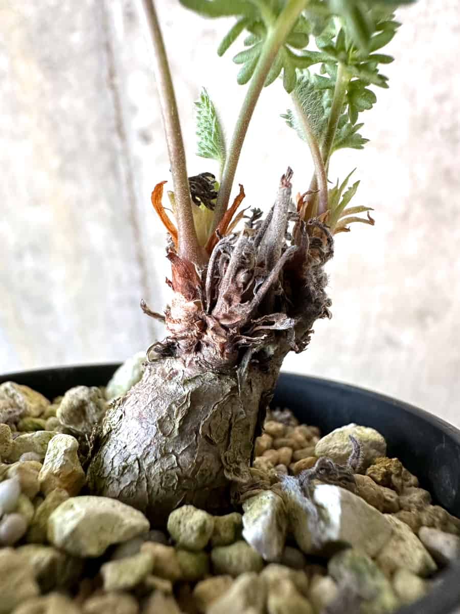 【現品限り】ペラルゴニウム・ボウケリ【D74】 Pelargonium bowkeri(Polyactium)