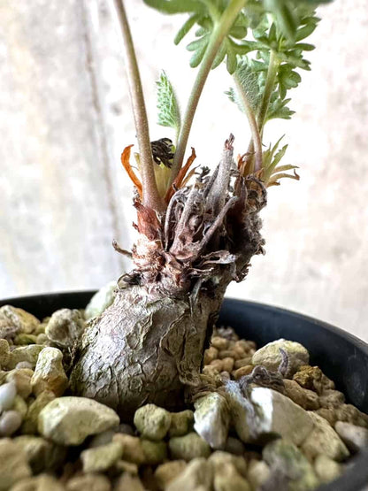 【現品限り】ペラルゴニウム・ボウケリ【D74】 Pelargonium bowkeri(Polyactium)