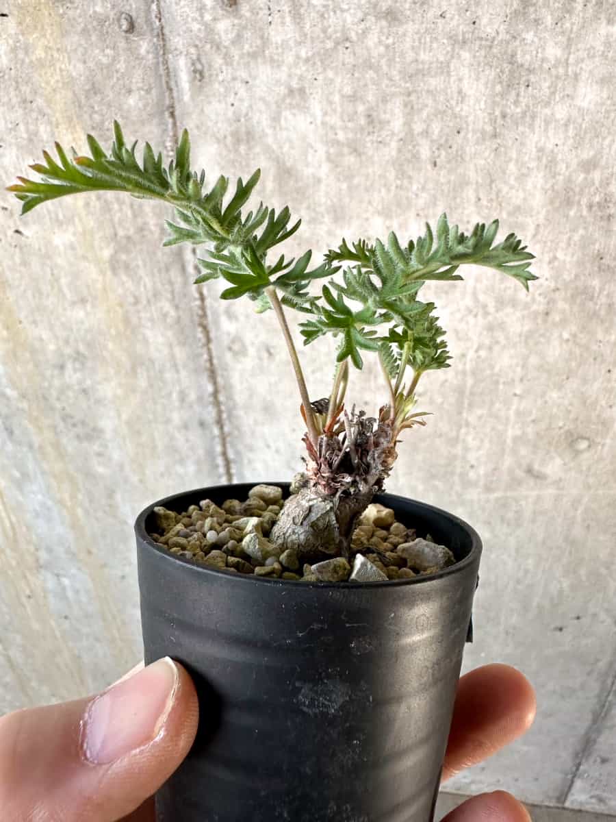 【現品限り】ペラルゴニウム・ボウケリ【D74】 Pelargonium bowkeri(Polyactium)