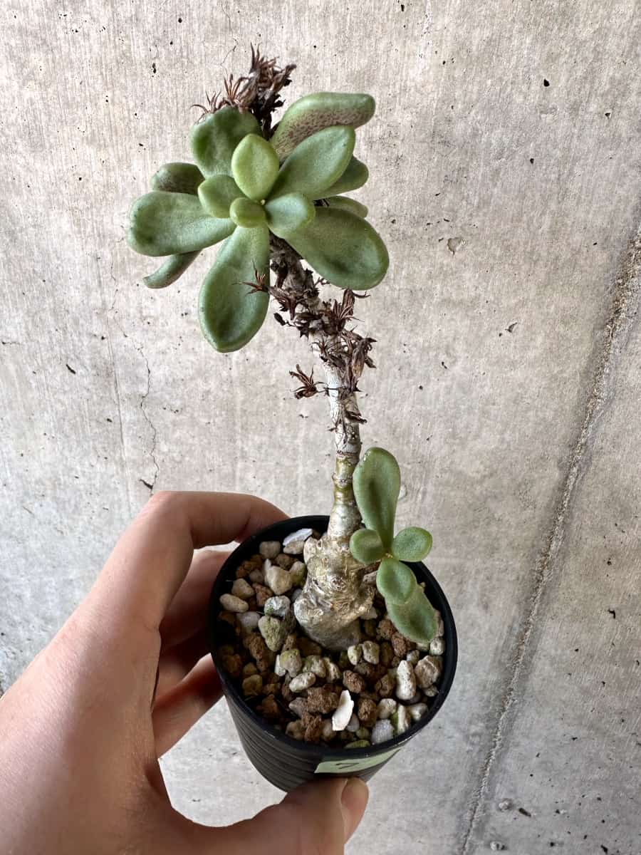 【現品限り】チレコドン・アウルスベルゲンシス【D7】 Tylecodon aurusbergensis