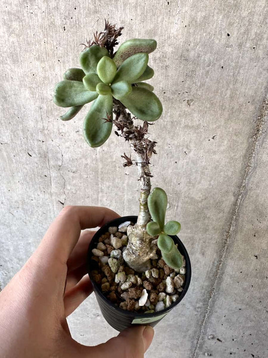 【現品限り】チレコドン・アウルスベルゲンシス【D7】 Tylecodon aurusbergensis