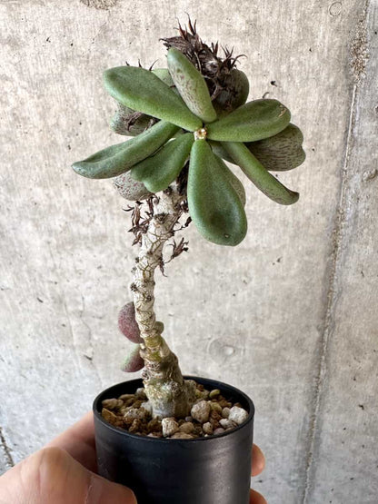 【現品限り】チレコドン・アウルスベルゲンシス【D7】 Tylecodon aurusbergensis