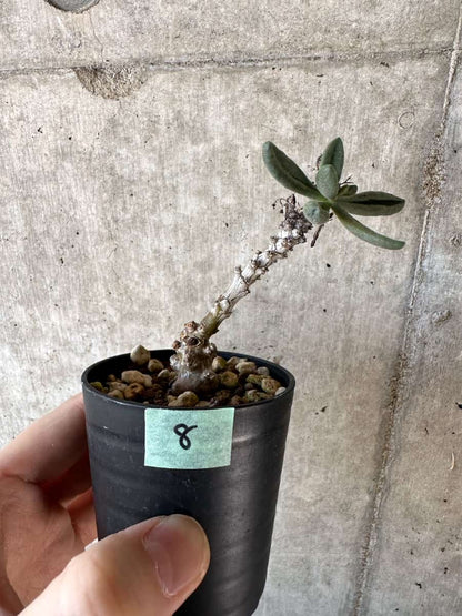 【現品限り】チレコドン・アウルスベルゲンシス【D8】 Tylecodon aurusbergensis