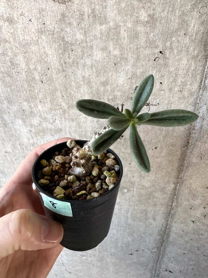 【現品限り】チレコドン・アウルスベルゲンシス【D8】 Tylecodon aurusbergensis