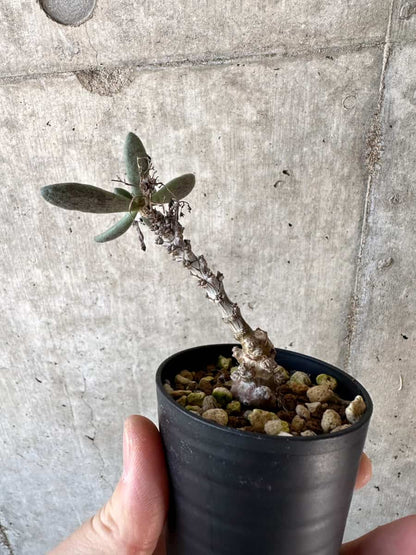 【現品限り】チレコドン・アウルスベルゲンシス【D8】 Tylecodon aurusbergensis