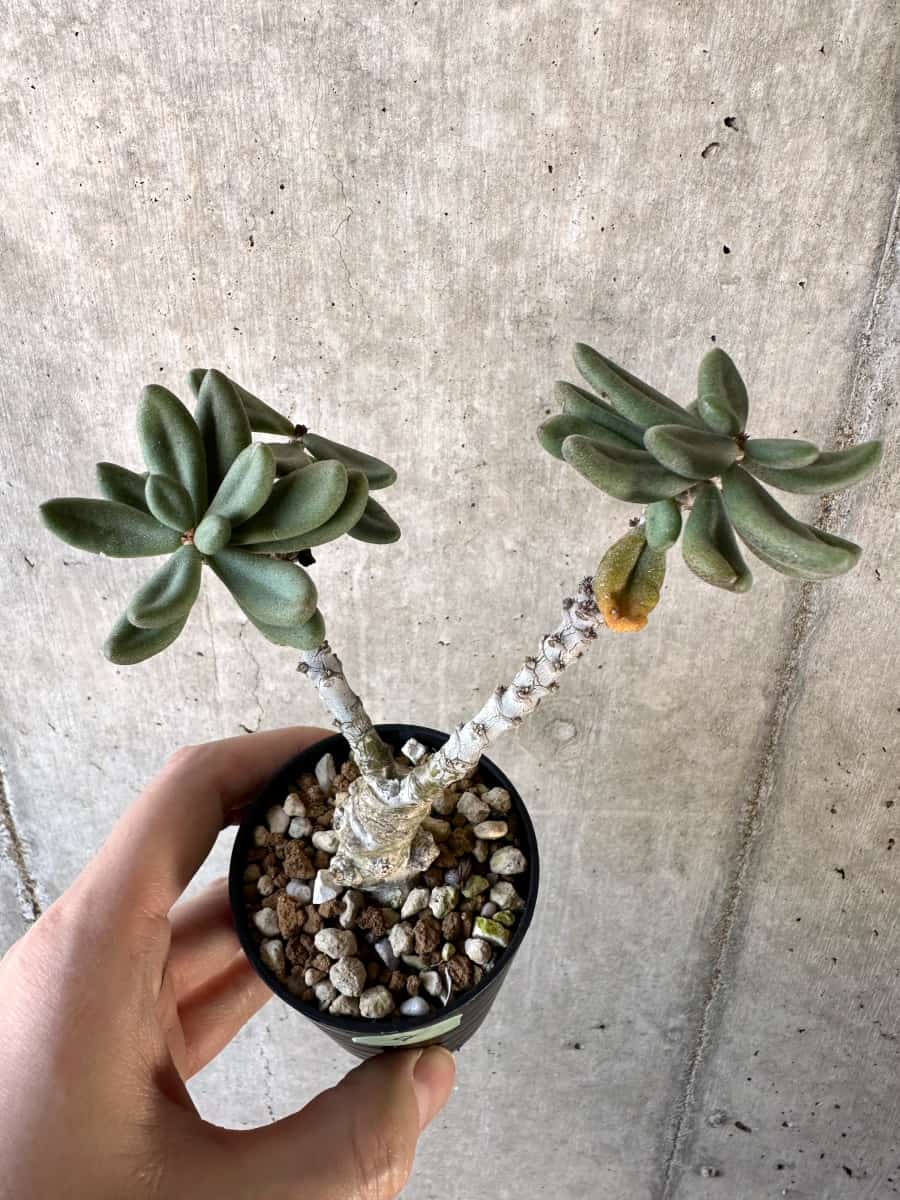 【現品限り】チレコドン・アウルスベルゲンシス【D9】 Tylecodon aurusbergensis