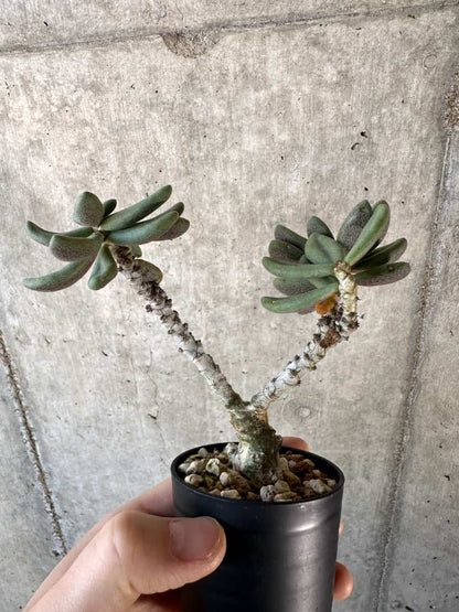 【現品限り】チレコドン・アウルスベルゲンシス【D9】 Tylecodon aurusbergensis