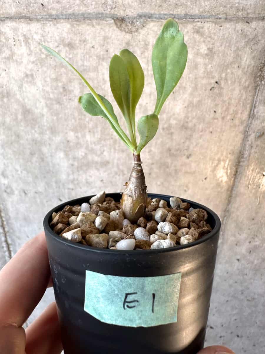 【現品限り】オトンナ・マクロスペルマ【E1】 Othonna macrosperma