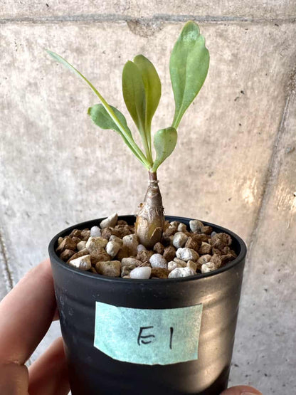 【現品限り】オトンナ・マクロスペルマ【E1】 Othonna macrosperma