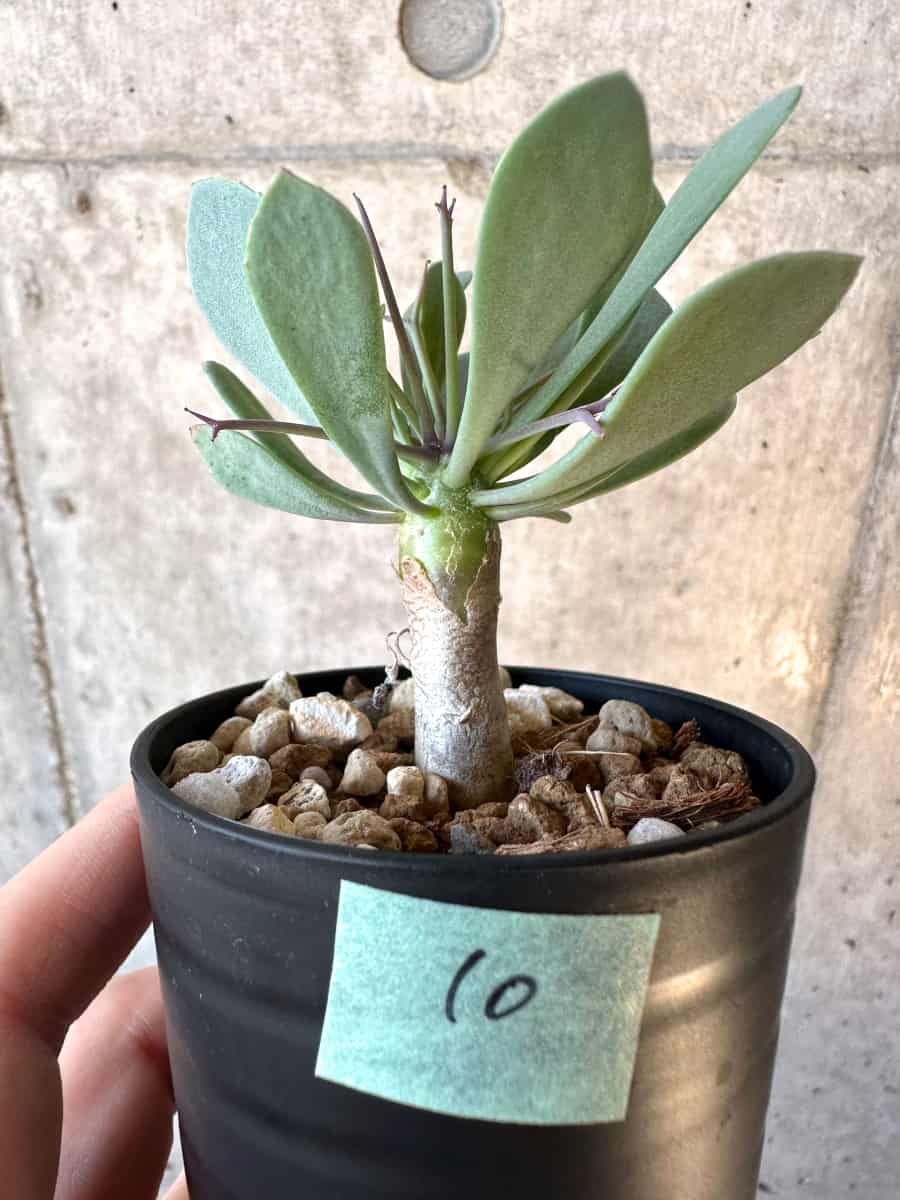 【現品限り】オトンナ・ユーフォルビオイデス【E10】 Othonna euphorbioides