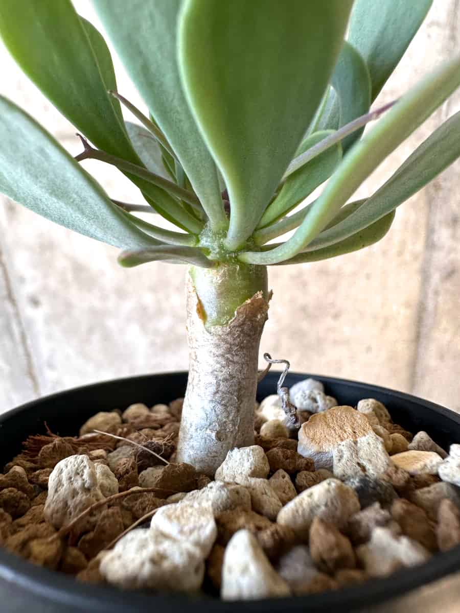 【現品限り】オトンナ・ユーフォルビオイデス【E10】 Othonna euphorbioides