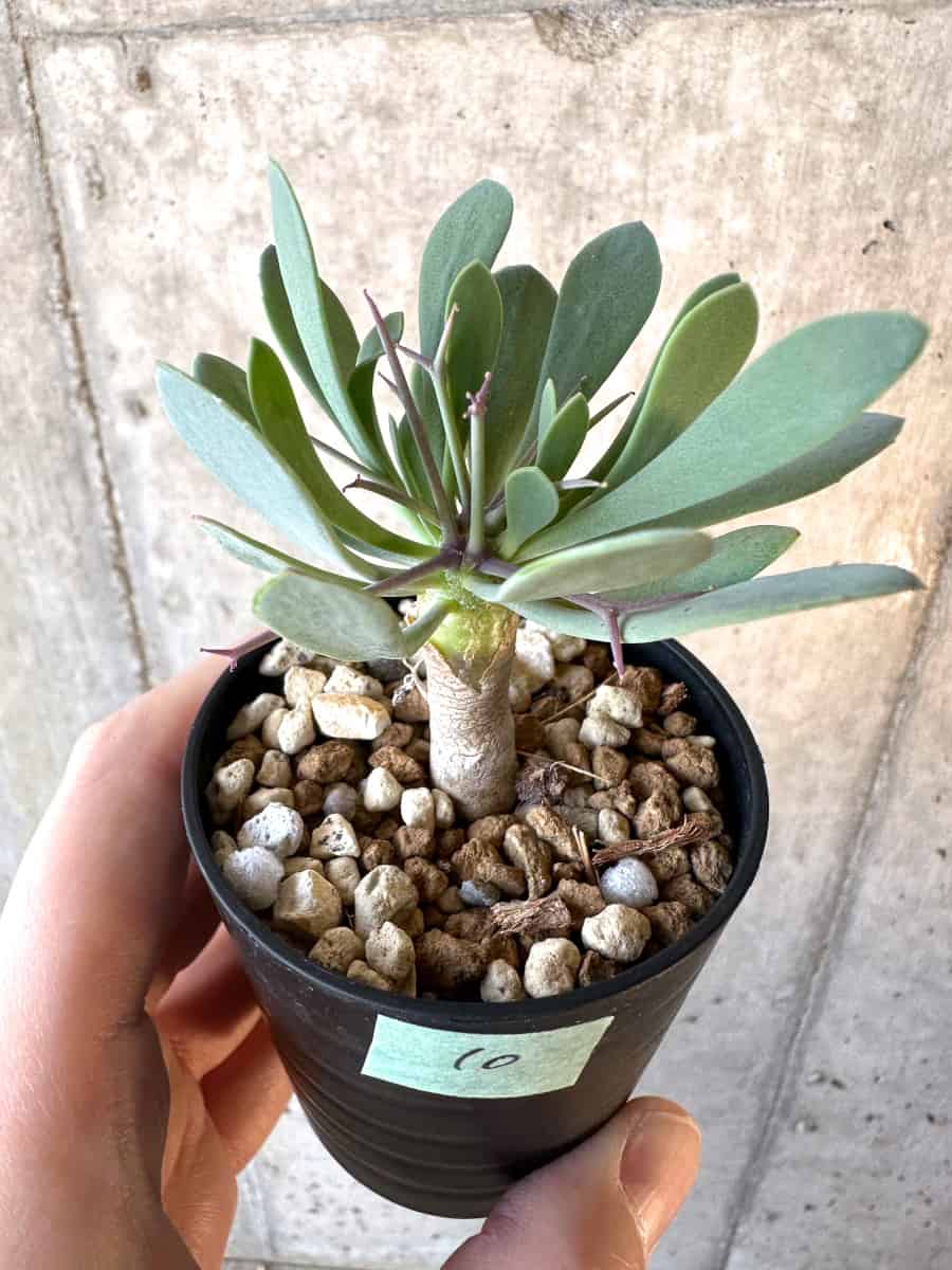 【現品限り】オトンナ・ユーフォルビオイデス【E10】 Othonna euphorbioides