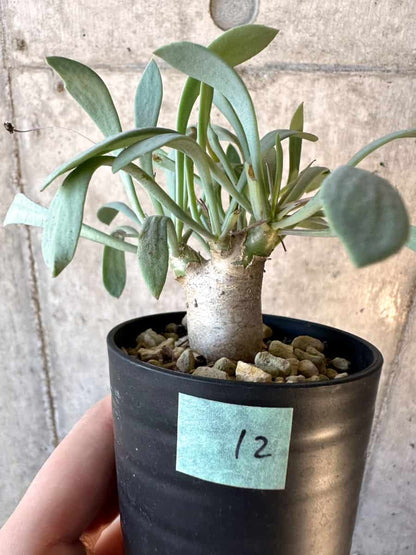 【現品限り】オトンナ・ユーフォルビオイデス【E12】 Othonna euphorbioides