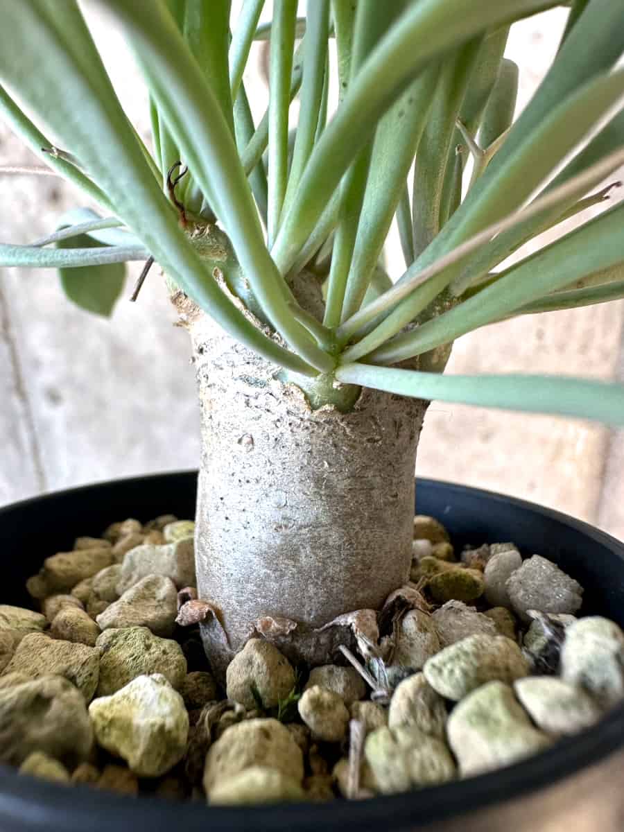 【現品限り】オトンナ・ユーフォルビオイデス【E12】 Othonna euphorbioides