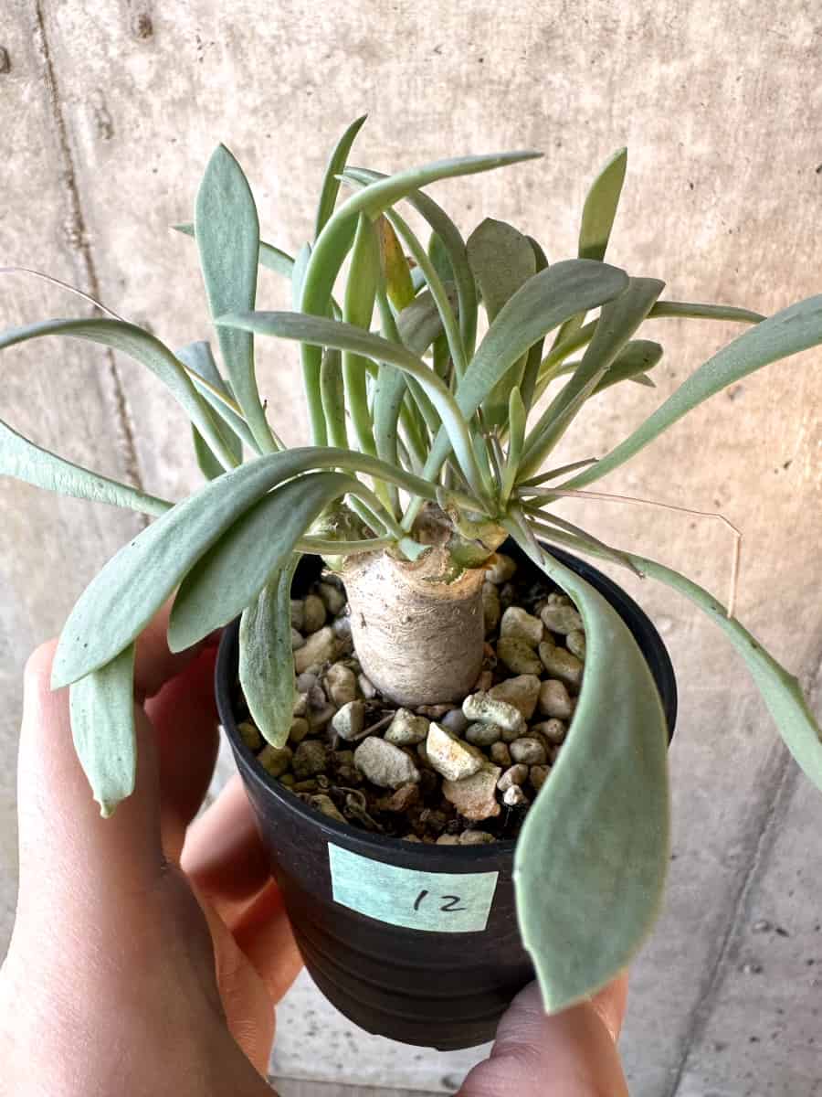 【現品限り】オトンナ・ユーフォルビオイデス【E12】 Othonna euphorbioides