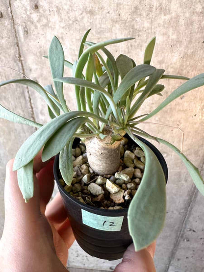 【現品限り】オトンナ・ユーフォルビオイデス【E12】 Othonna euphorbioides