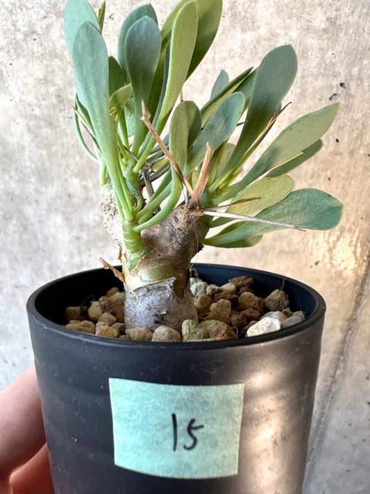 【現品限り】オトンナ・ユーフォルビオイデス【E15】 Othonna euphorbioides