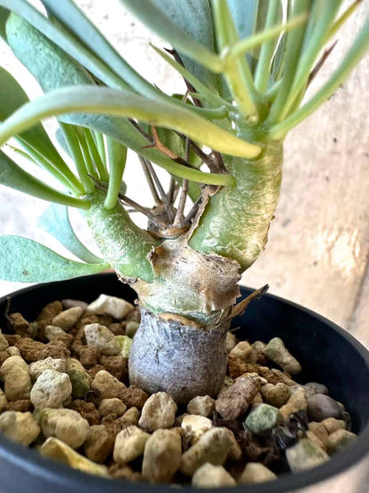 【現品限り】オトンナ・ユーフォルビオイデス【E15】 Othonna euphorbioides