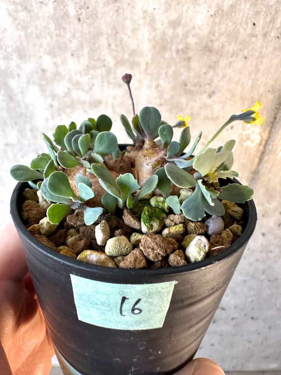 【現品限り】オトンナ・カカリオイデス【E16】 Othonna cacalioides