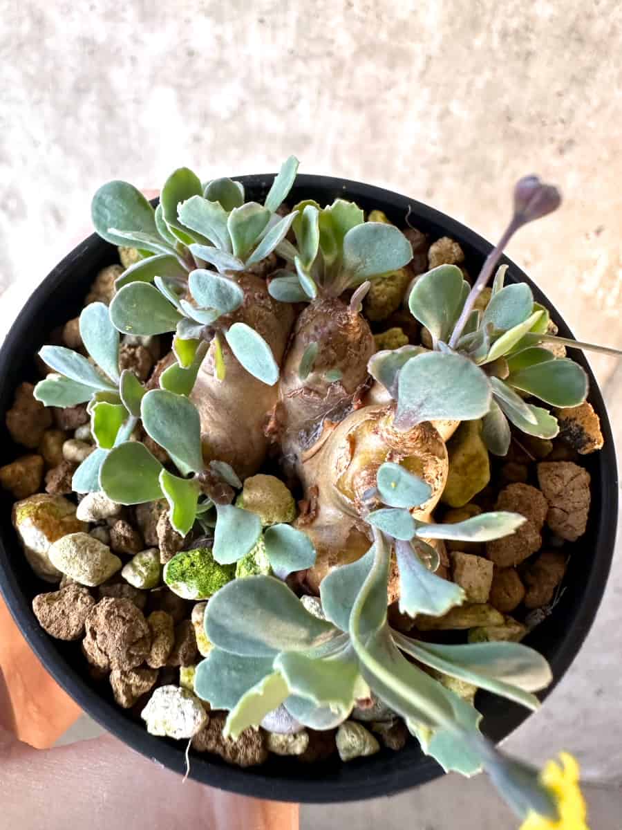 【現品限り】オトンナ・カカリオイデス【E16】 Othonna cacalioides