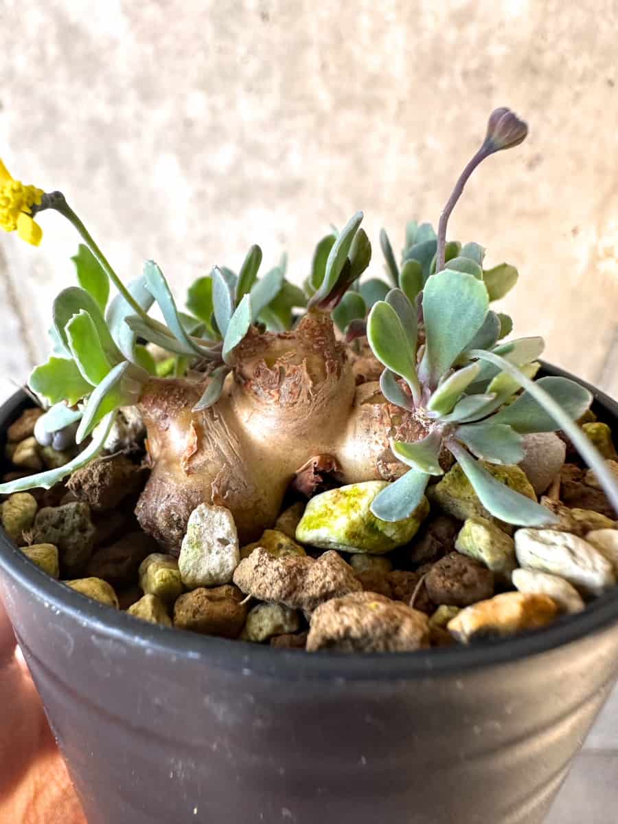 【現品限り】オトンナ・カカリオイデス【E16】 Othonna cacalioides